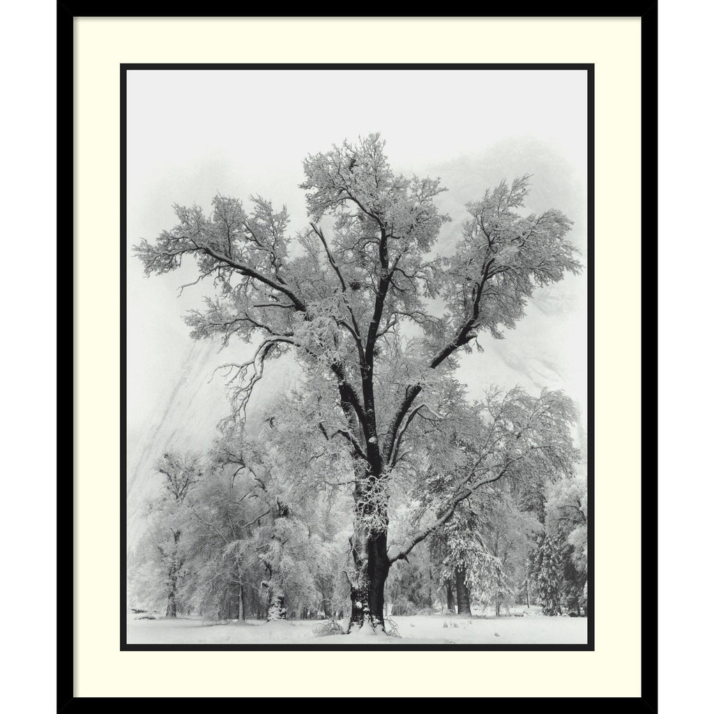 Reproduction d'œuvre encadrée « Chêne, tempête de neige, parc national de Yosemite - 1948 » d'Ansel Adams, 68,6 x 81,3 cm.