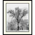 Reproduction d'œuvre encadrée « Chêne, tempête de neige, parc national de Yosemite - 1948 » d'Ansel Adams, 68,6 x 81,3 cm.