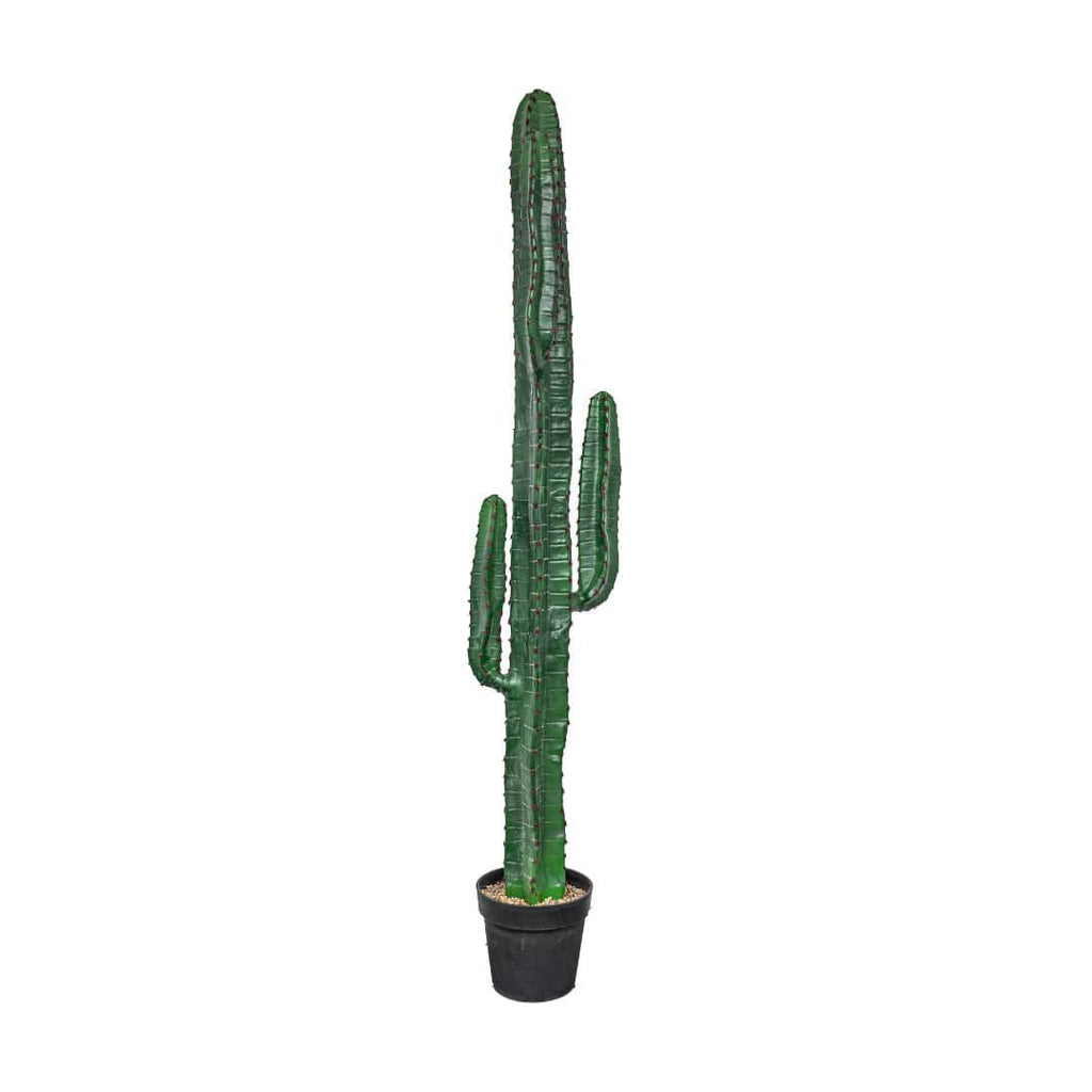 Cactus | Plante décorative d'intérieur | 150 cm