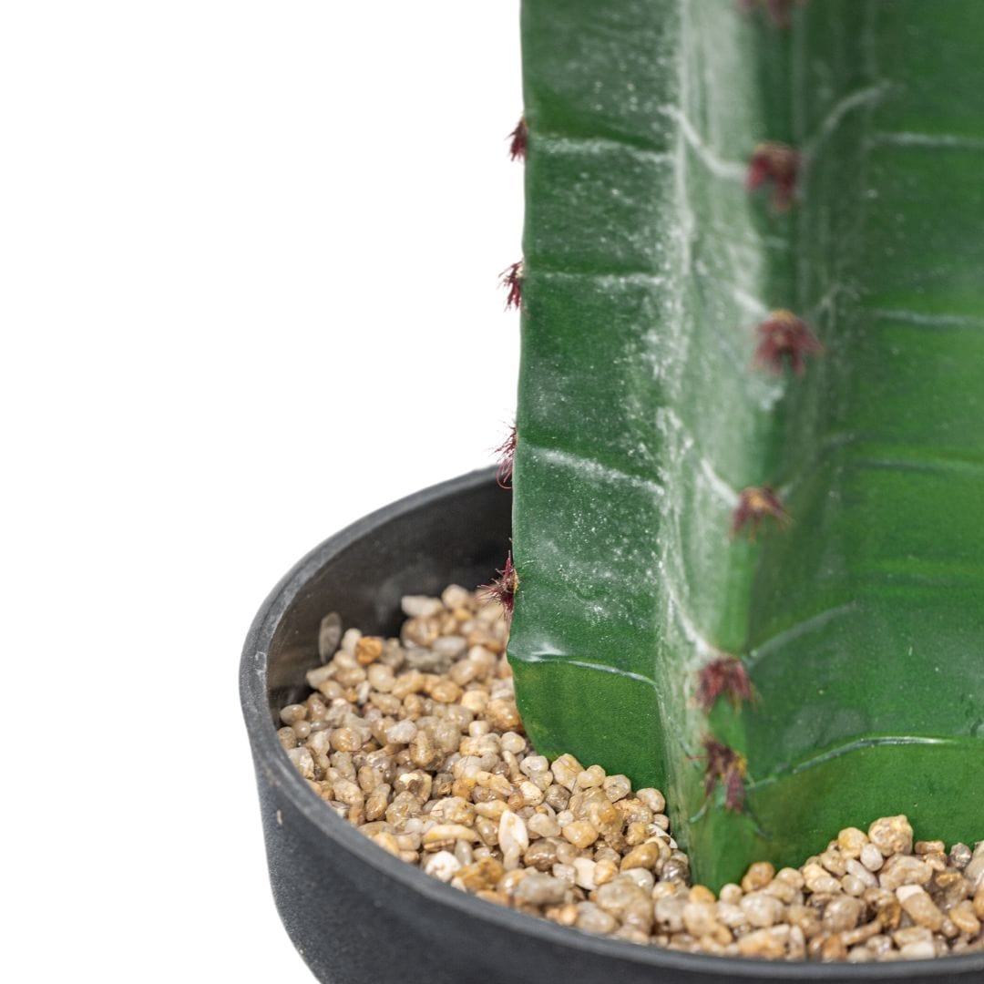 Cactus | Plante décorative d'intérieur | 150 cm