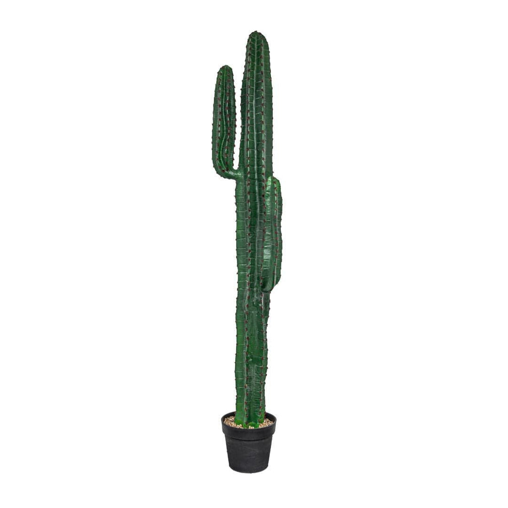 Cactus | Plante décorative d'intérieur | 150 cm