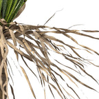 Yucca sauvage | Plante décorative d'intérieur | 110 cm