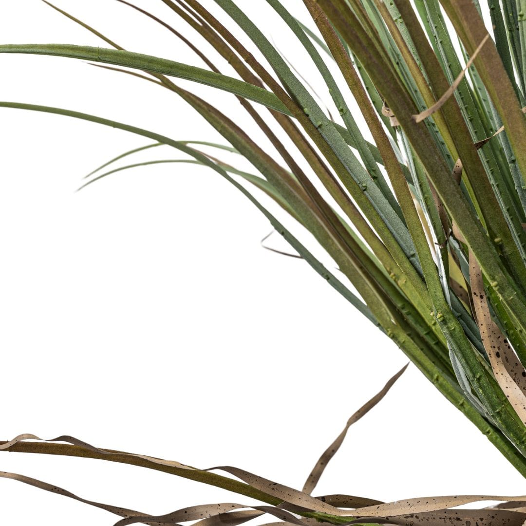 Yucca sauvage | Plante décorative d'intérieur | 110 cm